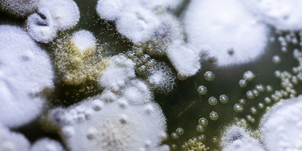 Mold and Mildew